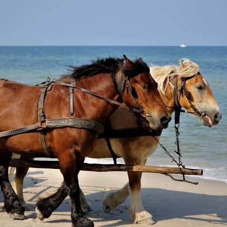 Slowicze Gniazdo Kopalino Dış mekan fotoğraf